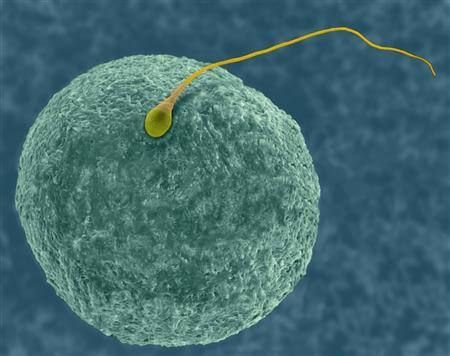 sperm fertilizing the egg