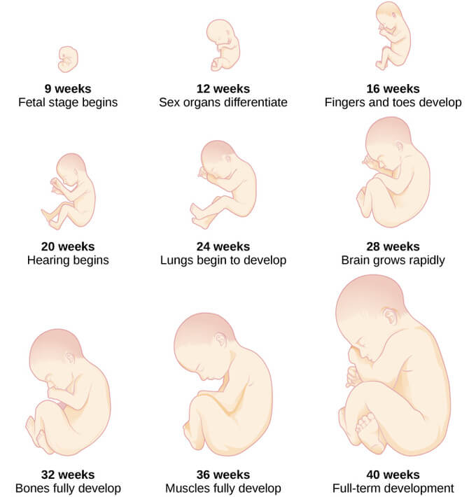 fetal development stages